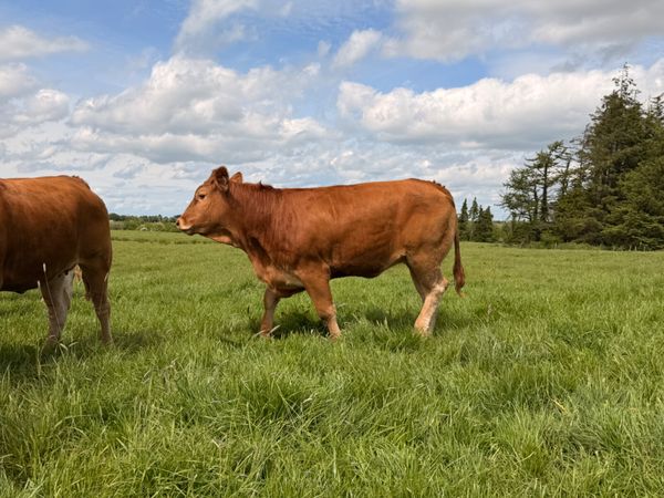 4* & 5* Limousine Breeding Heifers 388313603