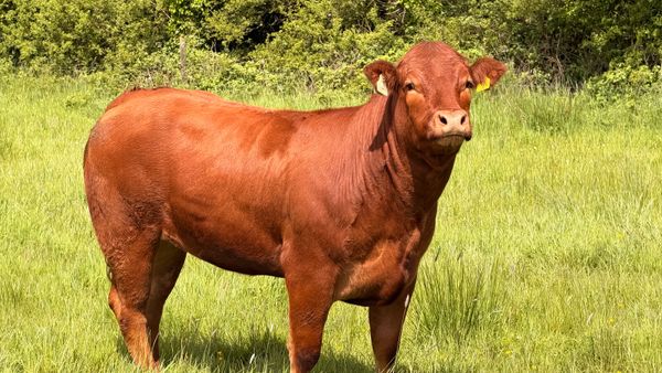 4* & 5* Limousine Breeding Heifers 388313606