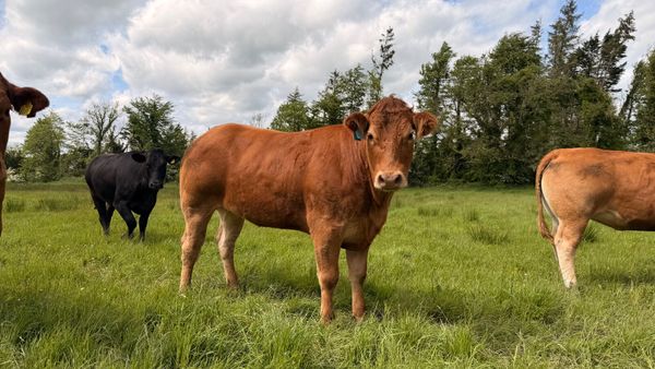 4* & 5* Limousine Breeding Heifers 388313608