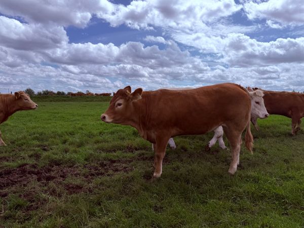 4* & 5* Limousine Breeding Heifers 388313609