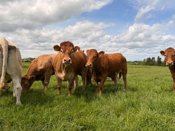 4* & 5* Limousine Breeding Heifers 388313610