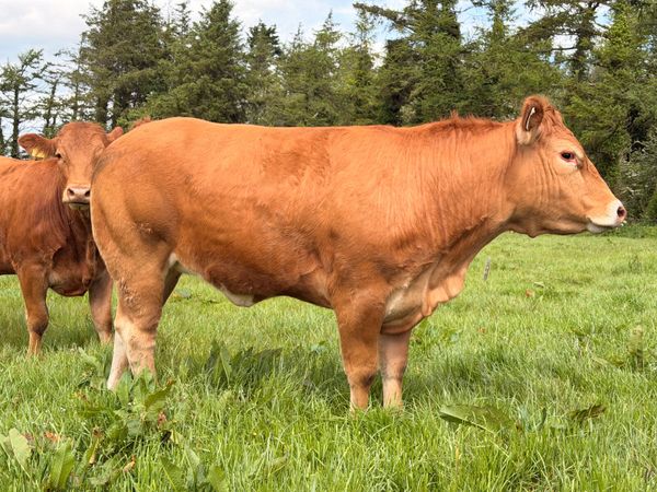 4* & 5* Limousine Breeding Heifers 388313612
