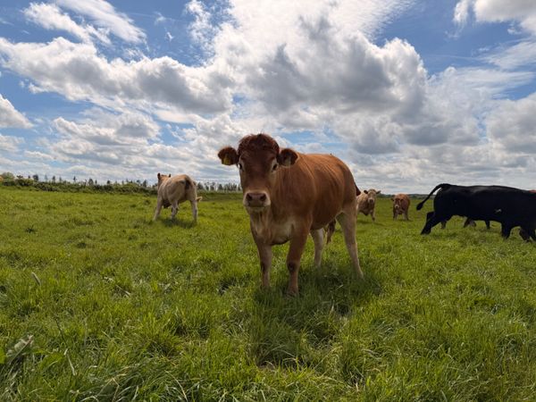 4* & 5* Limousine Breeding Heifers 388313613