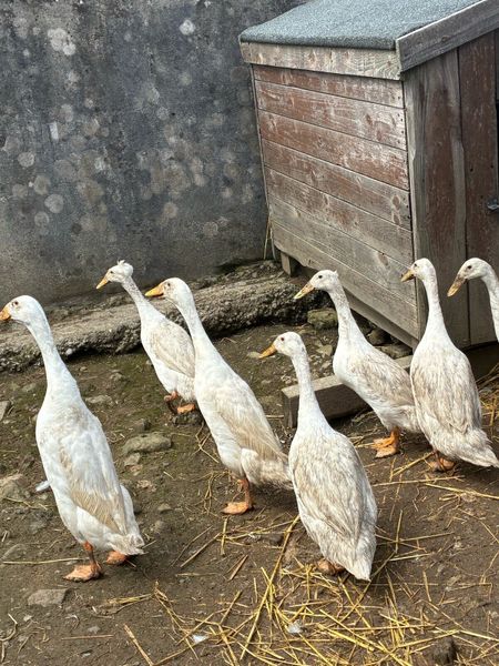 runner ducks | 16 All Sections Ads For Sale in Ireland | DoneDeal