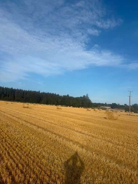 4x4 golden barley straw 395245516