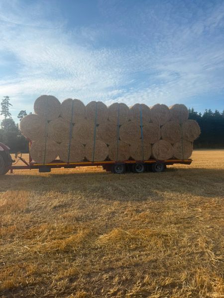 4x4 golden barley straw 395245518