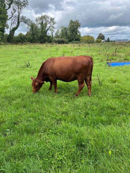 concrete culverts for sale near me | 10 Farming Ads For Sale in Ireland ...