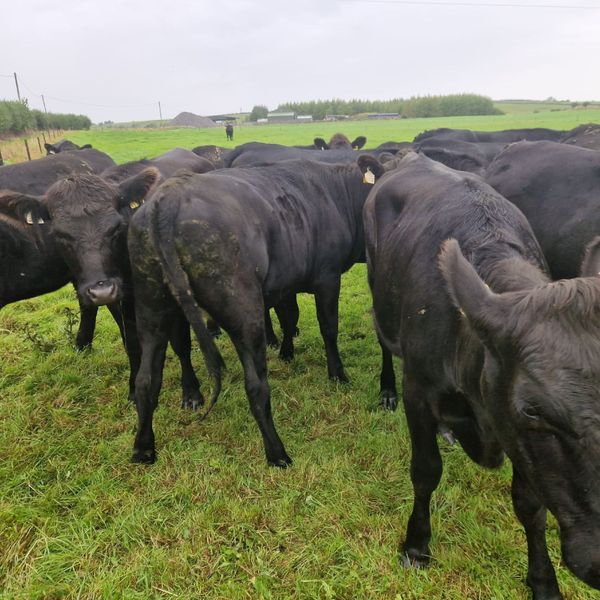 highland cattle for sale | 432 Farming Ads For Sale in Ireland | DoneDeal