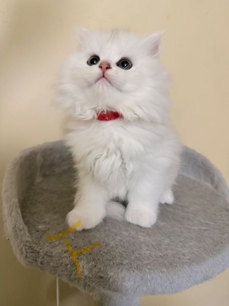 chinchilla | 9 Animals Ads For Sale in Ireland | DoneDeal