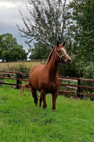 filly for sale | 115 Equine Ads For Sale in Ireland | DoneDeal