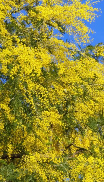 acacia | 21 All Sections Ads For Sale in Ireland | DoneDeal