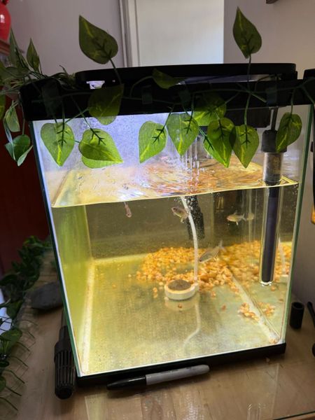 live water frogs for sale | 80 Animals Ads For Sale in Ireland | DoneDeal