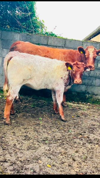 breeding-heifer-for-sale Beef Cattle Ads For Sale in Ireland | DoneDeal