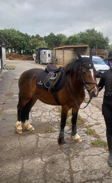 chantelle-design Equine Ads For Sale in Ireland | DoneDeal