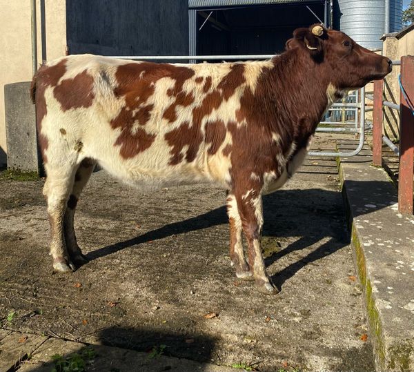 suckler cows | 71 Beef Cattle Ads For Sale in Ireland | DoneDeal