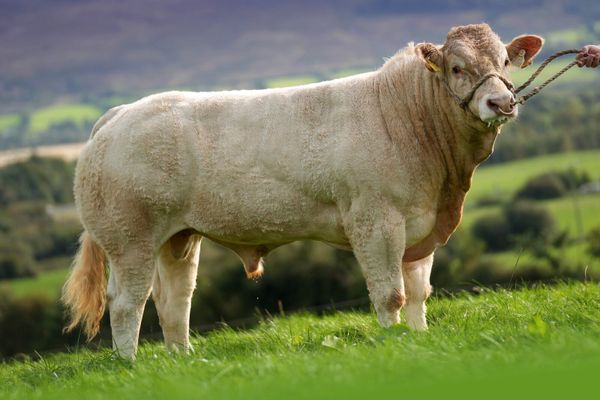 livestock-beef-cattle Livestock Ads For Sale in Ireland | DoneDeal