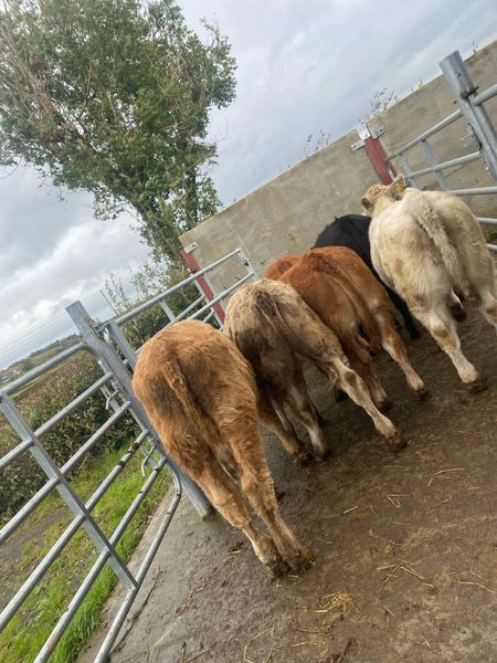 cattle-grid-for-sale Farming Ads For Sale in Ireland | DoneDeal